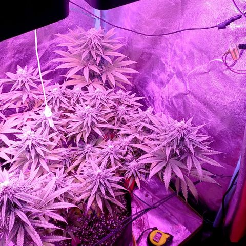 Green crack punch growlog timeline photo