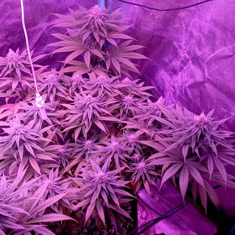 Green crack punch growlog timeline photo