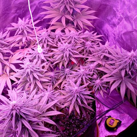Green crack punch growlog timeline photo
