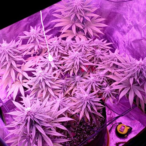 Green crack punch growlog timeline photo