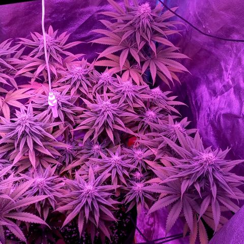 Green crack punch growlog timeline photo