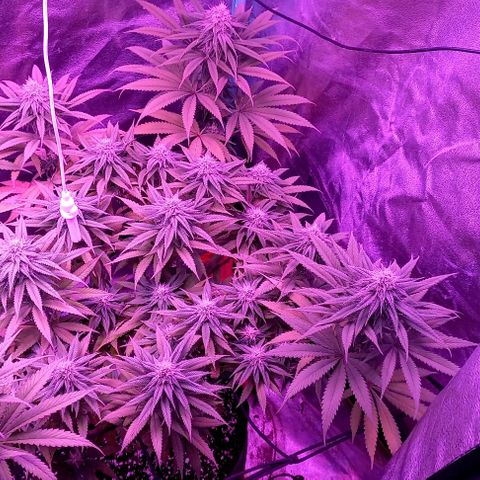 Green crack punch growlog timeline photo