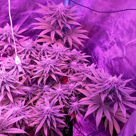 Green crack punch growlog timeline photo