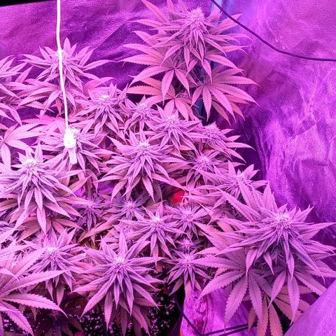 Green crack punch growlog timeline photo