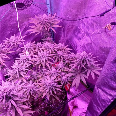 Green crack punch growlog timeline photo