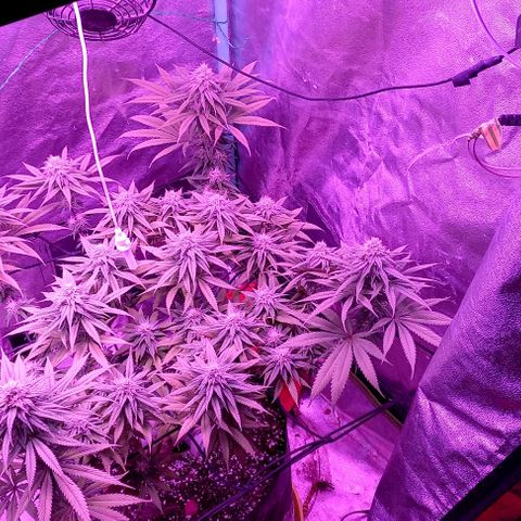Green crack punch growlog timeline photo