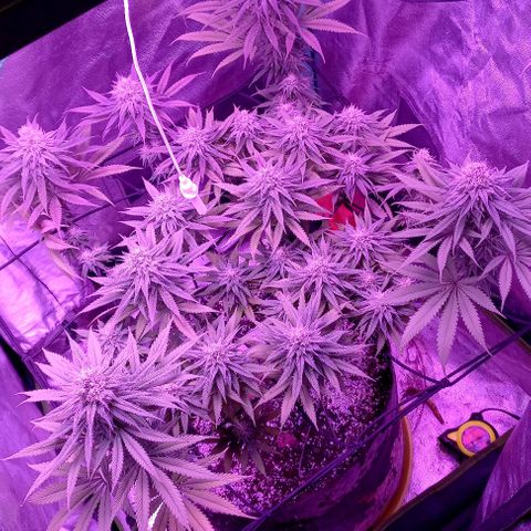 Green crack punch growlog timeline photo