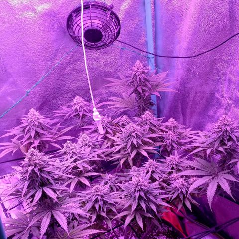 Green crack punch growlog timeline photo