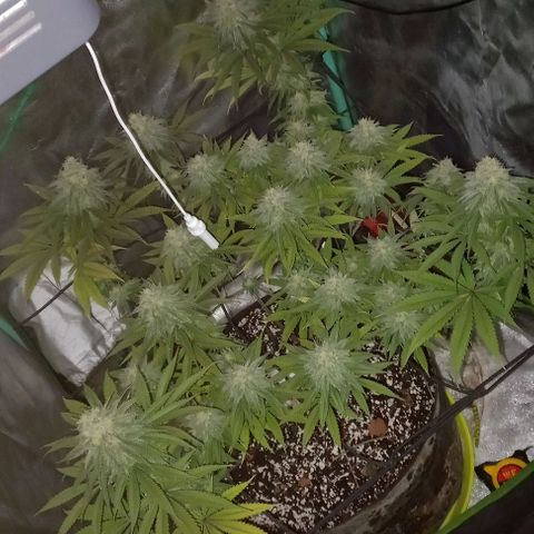 Green crack punch growlog timeline photo