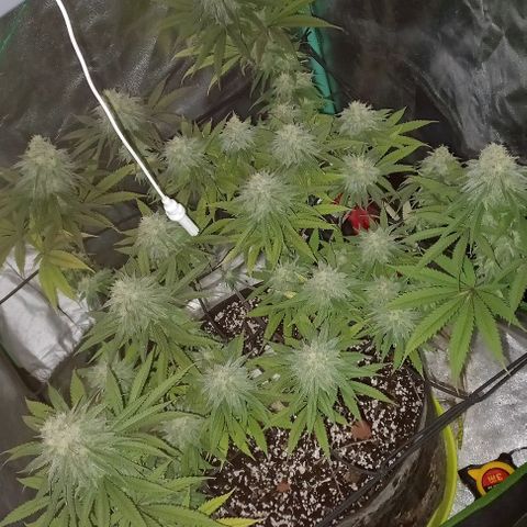 Green crack punch growlog timeline photo