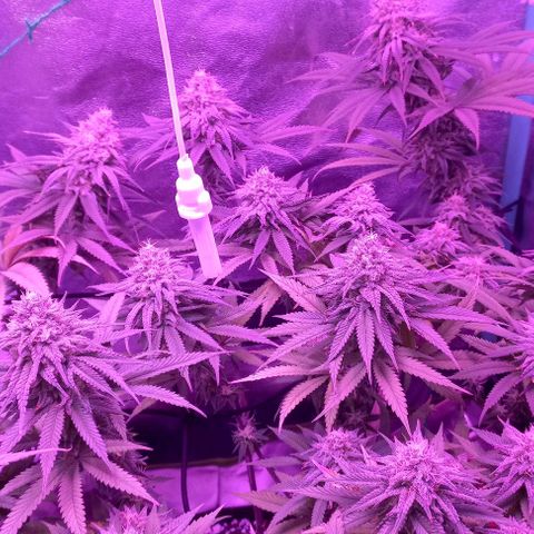 Green crack punch growlog timeline photo