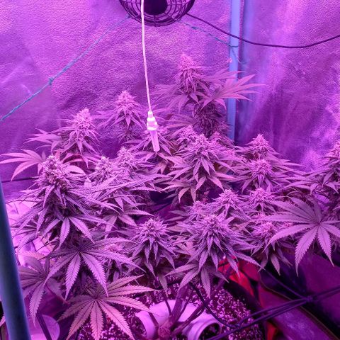 Green crack punch growlog timeline photo