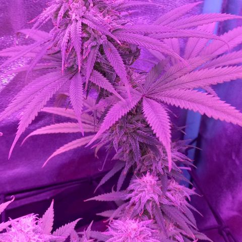 Green crack punch growlog timeline photo