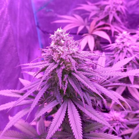 Green crack punch growlog timeline photo