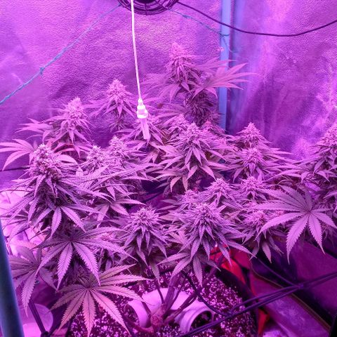 Green crack punch growlog timeline photo
