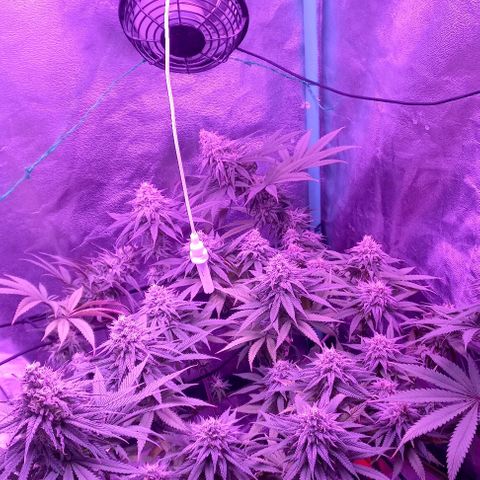 Green crack punch growlog timeline photo