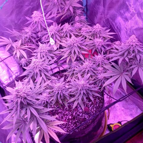Green crack punch growlog timeline photo