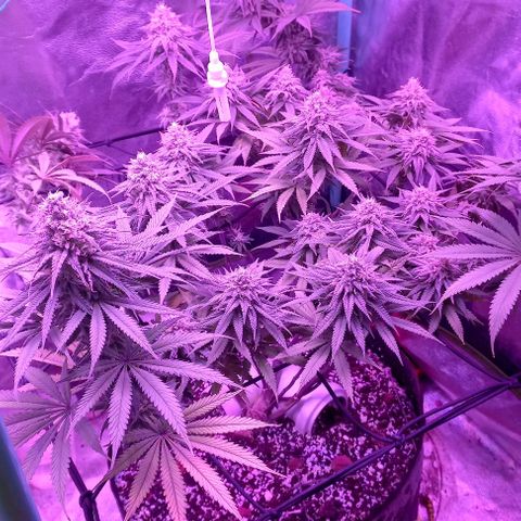 Green crack punch growlog timeline photo