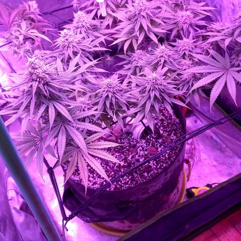 Green crack punch growlog timeline photo