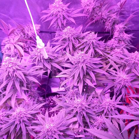 Green crack punch growlog timeline photo