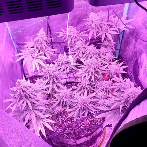 Green crack punch growlog timeline photo