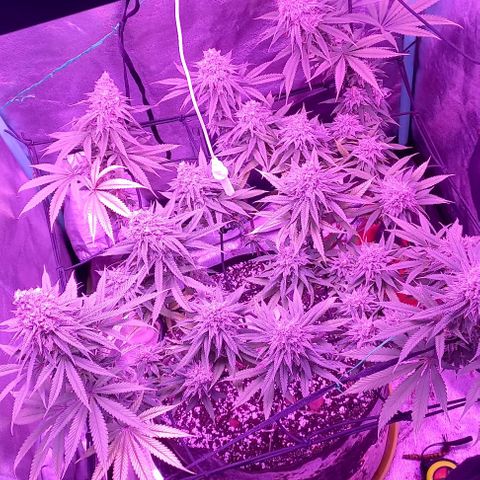 Green crack punch growlog timeline photo