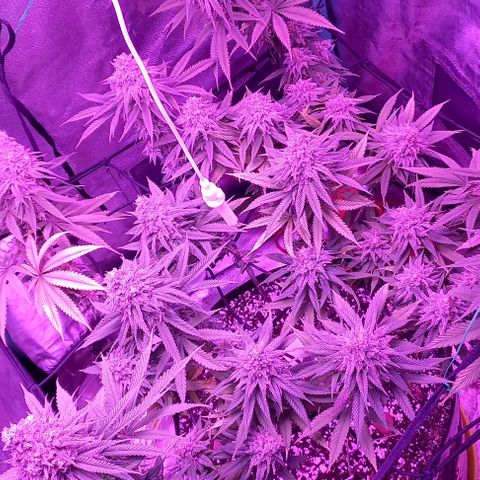 Green crack punch growlog timeline photo