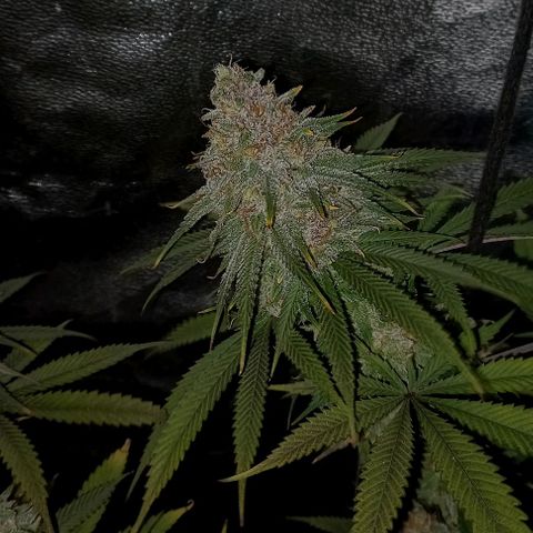 Green crack punch growlog timeline photo