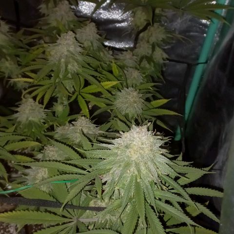 Green crack punch growlog timeline photo