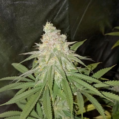 Green crack punch growlog timeline photo