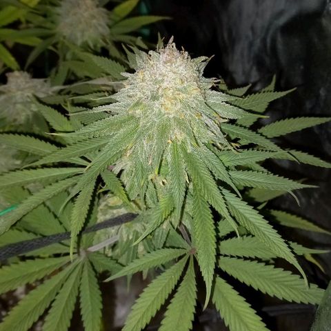 Green crack punch growlog timeline photo