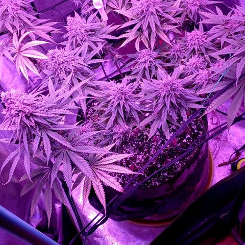 Green crack punch growlog timeline photo
