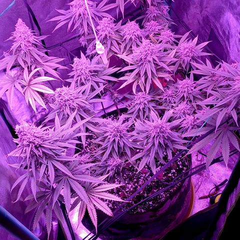 Green crack punch growlog timeline photo
