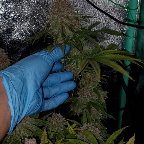 Green crack punch growlog timeline photo
