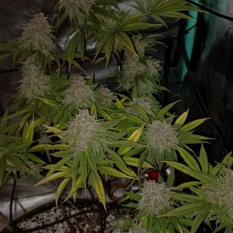 Green crack punch growlog timeline photo