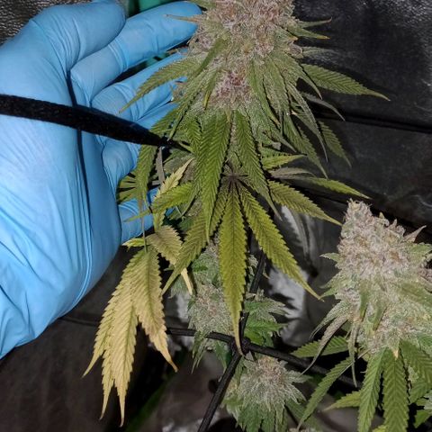 Green crack punch growlog timeline photo