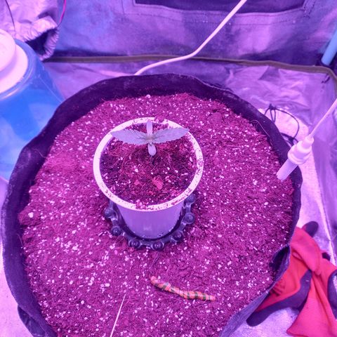 Shogun growlog timeline photo