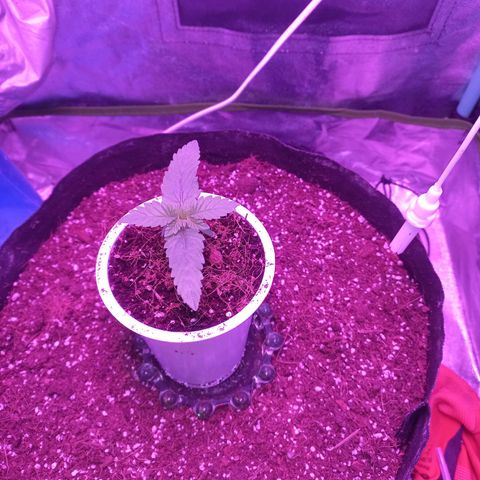 Shogun growlog timeline photo