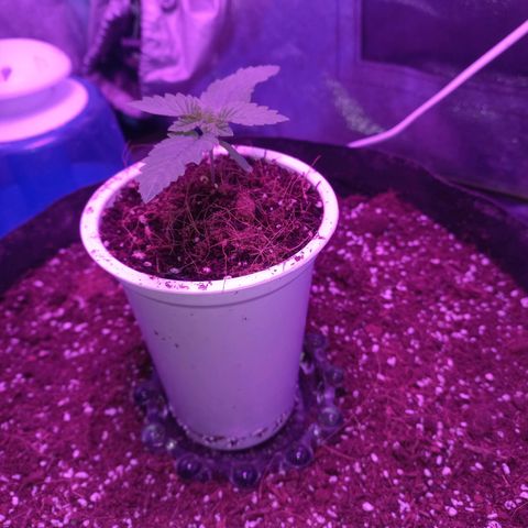 Shogun growlog timeline photo
