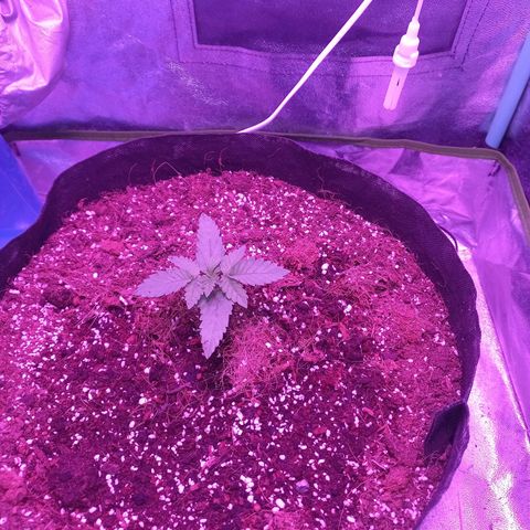 Shogun growlog timeline photo