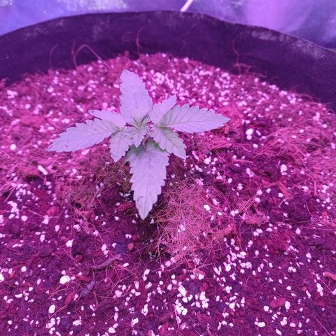 Shogun growlog timeline photo