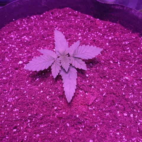 Shogun growlog timeline photo