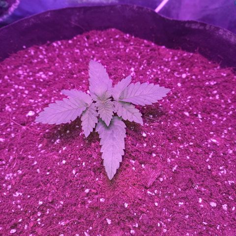 Shogun growlog timeline photo