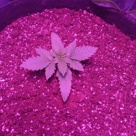Shogun growlog timeline photo