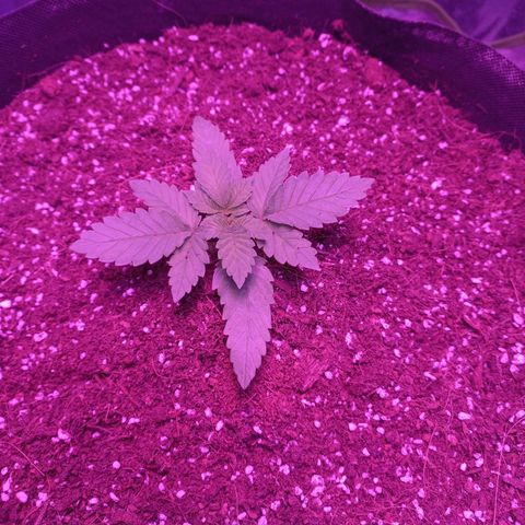 Shogun growlog timeline photo