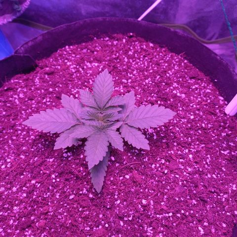 Shogun growlog timeline photo