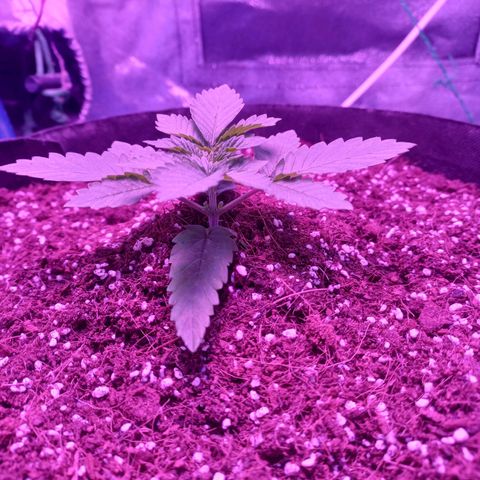 Shogun growlog timeline photo