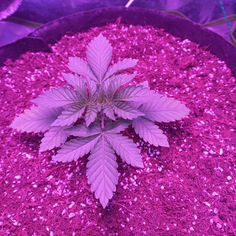 Shogun growlog timeline photo