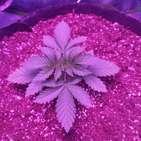 Shogun growlog timeline photo