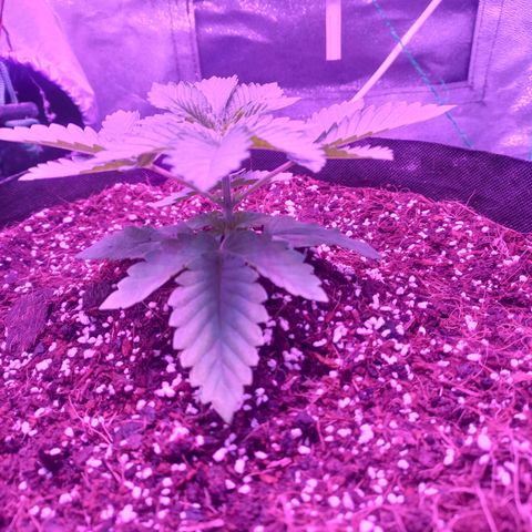 Shogun growlog timeline photo